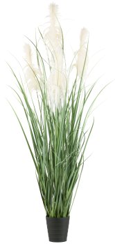 Pampas grass x4, approx. 210cm in plastic pot 21.5x22.5cm