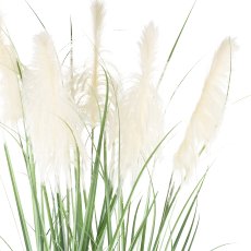 Pampas grass x5, approx. 240cm in plastic pot 24.5x25.5cm (k.d.p.)