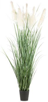 Pampas grass x5, approx. 240cm in plastic pot 24.5x25.5cm (k.d.p.)