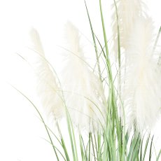 Pampas grass x7, approx. 270cm in plastic pot 24.5x25.5cm (k.d.p.)