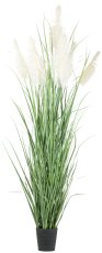 Pampas grass x7, approx. 270cm in plastic pot 24.5x25.5cm (k.d.p.)