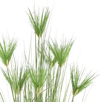 Cyperus longus Gras x7, 180cm im Kunststofftopf 19,5x17,cm