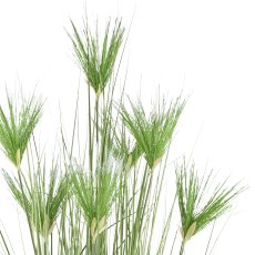 Cyperus longus Gras x7, 180cm im Kunststofftopf 19,5x17,cm