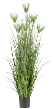 Cyperus longus Gras x7, 180cm im Kunststofftopf 19,5x17,cm