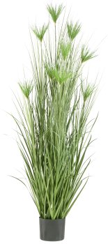 Cyperus longus grass x9, 210cm in plastic pot 25.5x20.5cm