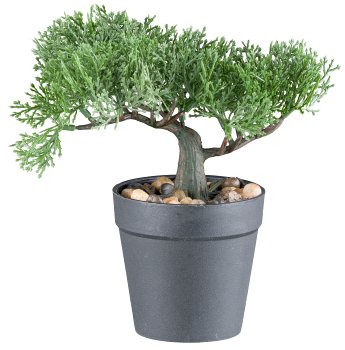 Bonsai pine/cedar assorted 18cm plastic, green in plastic pot 9.5x9cm w. gravel