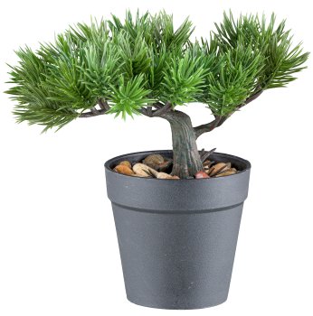 Bonsai pine/cedar assorted 18cm plastic, green in plastic pot 9.5x9cm w. gravel