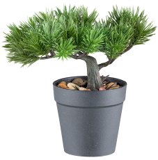 Bonsai pine/cedar assorted 18cm plastic, green in plastic pot 9.5x9cm w. gravel