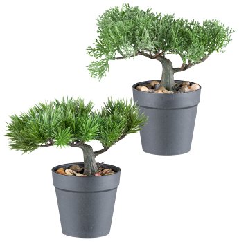 Bonsai pine/cedar assorted 18cm plastic, green in plastic pot 9.5x9cm w. gravel