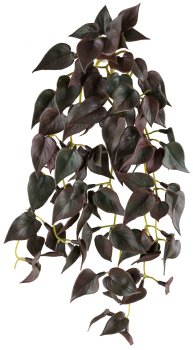 Syngoniumhänger x5, ca 30cm Softkunststoff, grünrot