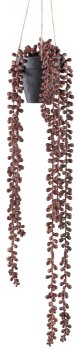 Sedum hanger x6, approx. 60cm plastic, red-brown in hanging pot 9x9cm black