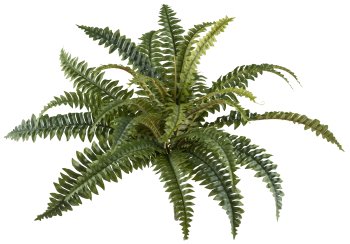 Boston fern x25, ca 50cm, Ø60cm, green