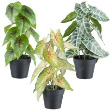 Green plants x15 leaves, 30cm 3 assorted, in plastic pot 9x8cm