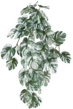 Splitphilodendron variegata hanger x4, 38 leaves, 48cm green-white