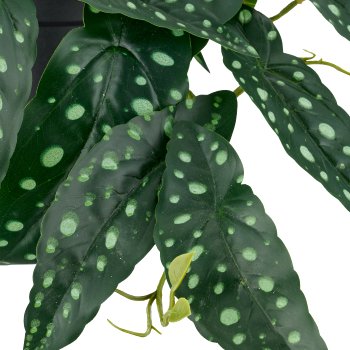 Begonia maculata Hänger x29 Bl., H 24cm L 40cm im Kunststofftopf 11,5x9cm