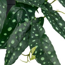 Begonia maculata Hänger x29 Bl., H 24cm L 40cm im Kunststofftopf 11,5x9cm