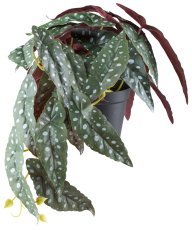 Begonia maculata hanger x29 leaves, H 24cm L 40cm in plastic pot 11.5x9cm