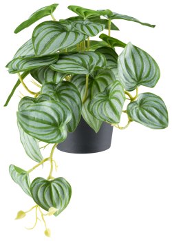 Peperomia hanger x29 leaves H 24cm L 40cm, green-grey in plastic pot 11.5x9cm