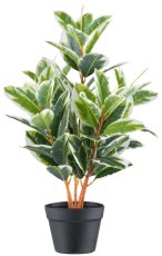 Ficus elastica Tineke x5, 76 leaves, 70cm, green-white, in plastic pot 15x13cm