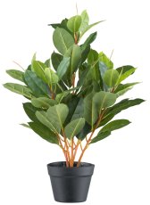 Ficus elastica x5, 76 leaves, 70cm, green, in plastic pot 15x13cm
