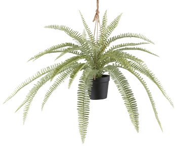 Boston fern x27, 45xØ 80cm, plastic, light green in plastic hanging pot 12x11cm