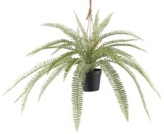 Boston fern x27, 45xØ 80cm, plastic, light green in plastic hanging pot 12x11cm