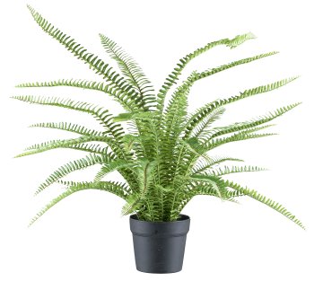 Boston fern x38, 70cm, plastic, green in plastic pot 15x13cm