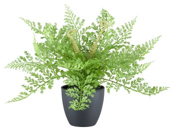 Fern x17, 25cm, 2 assorted, plastic, green in plastic pot 9x8cm