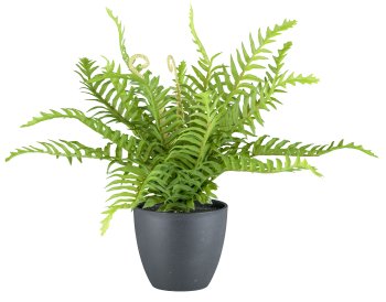 Fern x17, 25cm, 2 assorted, plastic, green in plastic pot 9x8cm