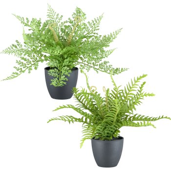 Fern x17, 25cm, 2 assorted, plastic, green in plastic pot 9x8cm