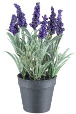 Lavender x6 flowers, 21cm purple, in plastic pot 7,5x6,5cm