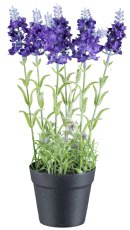 Lavender x7 flowers, 29cm purple, in plastic pot 8,5x7,5cm