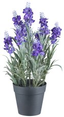 Lavender x9 flowers, 33cm purple, in plastic pot 9.5x9cm