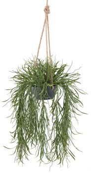 Rhipsalis pendant, 60/100cm green in hanging basket grey 14x7cm