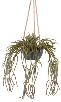 Rhipsalis pilocarpa hanger, 40/80cm green, plastic in hanging basket grey 14x7cm