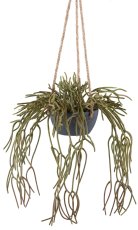 Rhipsalis pilocarpa hanger, 40/80cm green, plastic in hanging basket grey 14x7cm