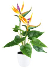 Strelitzia x2, 9 Bl., ca 42cm, im Kunststofftopf 10x9cm weiß