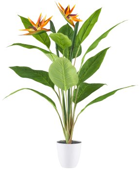 Strelitzia x2, 12 Bl., 80cm,im Kunststofftopf 12x11,5cm weiß