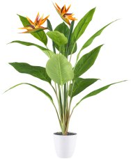 Strelitzia x2, 12 Bl., 80cm,im Kunststofftopf 12x11,5cm weiß