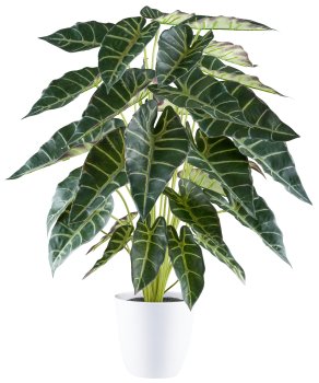 Alocasia x30, 68cm, green in melamine pot white 15x14cm