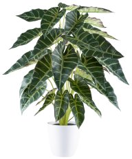 Alocasia x30, 68cm, grün im Melamintopf weiß 15x14cm