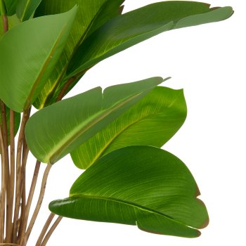 Philodendron x15, 45cm, green, in plastic pot 11.5x10.5cm with soil
