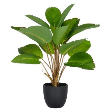 Philodendron x15, 45cm, green, in plastic pot 11.5x10.5cm with soil