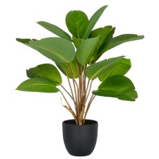 Philodendron x15, 45cm, green, in plastic pot 11.5x10.5cm with soil