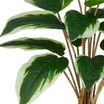 Hosta x15, 45cm, grün-weiß, im Kunststofftopf 11,5x10,5cm mit Erde