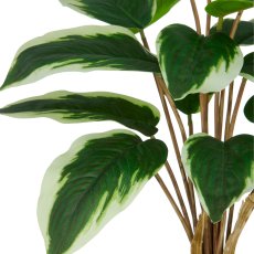 Hosta x15, 45cm, grün-weiß, im Kunststofftopf 11,5x10,5cm mit Erde