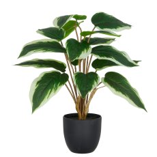 Hosta x15, 45cm, grün-weiß, im Kunststofftopf 11,5x10,5cm mit Erde