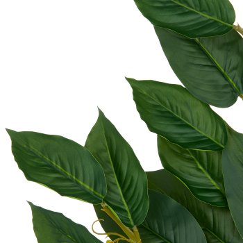 Ficus Zweig x3, 21 Bl., 66cm, grün