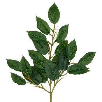 Ficus Zweig x3, 21 Bl., 66cm, grün