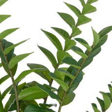 Zamifolia x9, 166 Bl. aus PEVA, 90cm, grün, im Topf Ø17x14,5cm